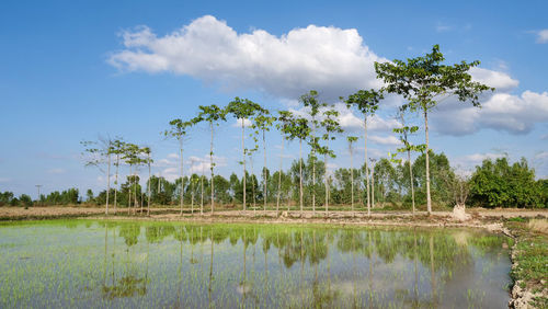 Scenic view of trees on field against sky