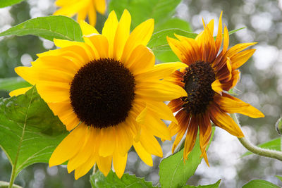 Close-up of yellow flowers blooming outdoors