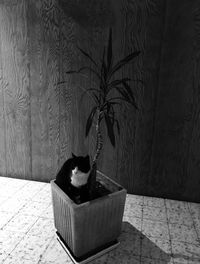 Cat sitting on floor at night