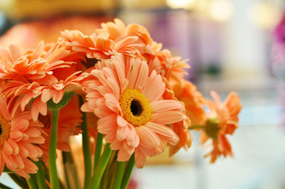 Close-up of orange daisy flowers