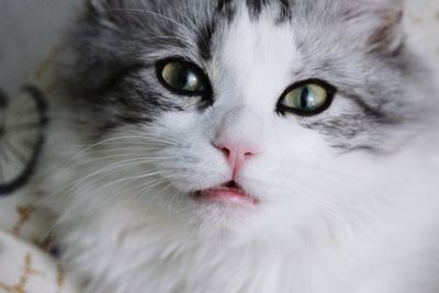 Close-up portrait of cat