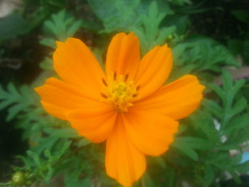 Close-up of orange flower blooming outdoors