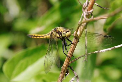 Close-up of dragonfly on plant