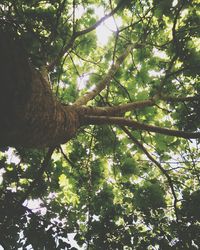 Low angle view of trees in forest