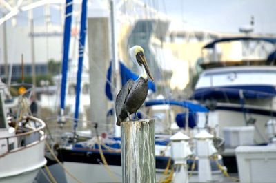 Close-up of seagull perching on boat