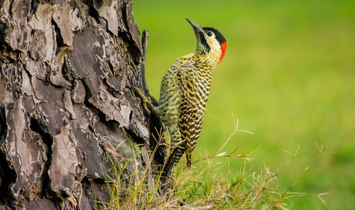 Close-up of bird perching on tree trunk