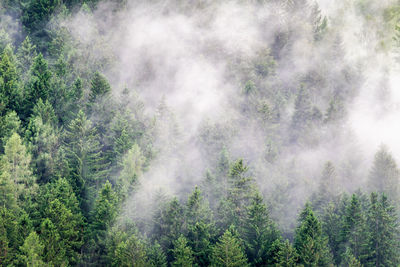 Panoramic view of pine trees in forest