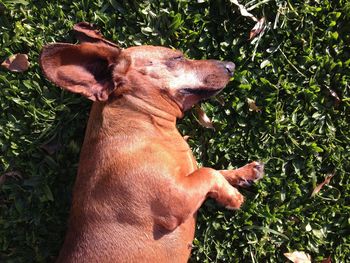 Dog on grass