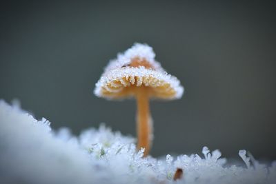 Close-up of mushroom growing during winter