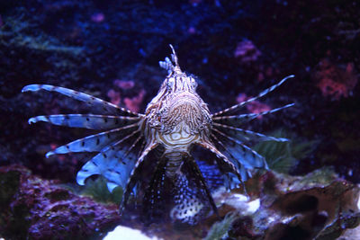 Close-up of fish swimming in sea