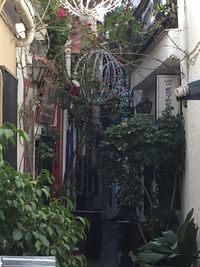 View of plants and trees