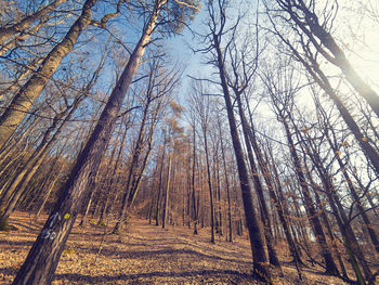 Bare trees in forest