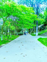 People walking on road amidst trees