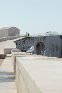 Seagull perching on retaining wall against clear sky