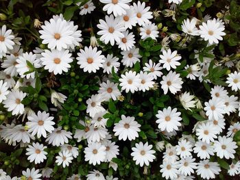 Close-up of white daisy flowers