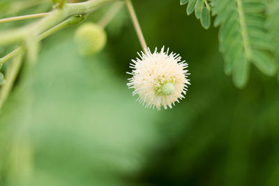 Close-up of flower growing outdoors