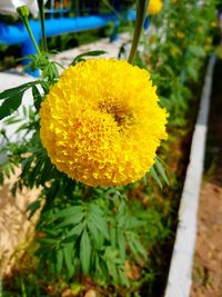 Close-up of yellow flower blooming outdoors