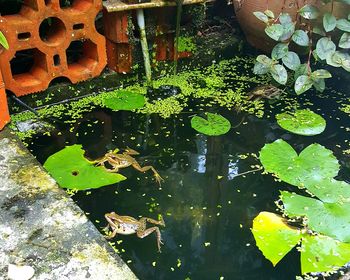 Close-up of leaf floating on water