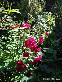 Close-up of pink flowers blooming outdoors