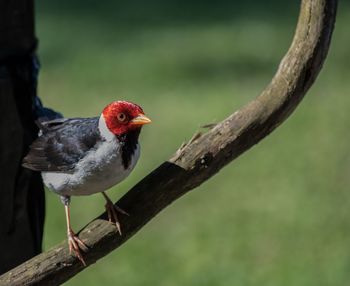 Red crested cardinal, iberá national park, argentina.