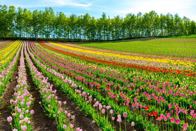 Mountain, trees and tulip flowers field with clear blue sky backgound in sunny day