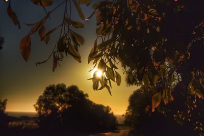 Silhouette trees against sky during sunset