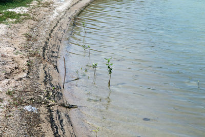 High angle view of plants in water