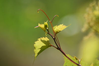 Close-up of green leaves on plant