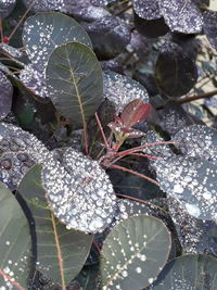 Close-up of wet plant leaves during winter