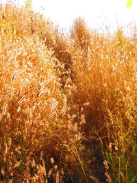 Yellow flowers growing on field