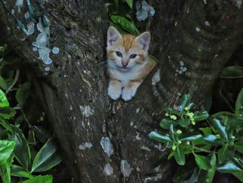 Portrait of cat on tree trunk