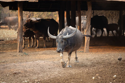 Cows standing in a field