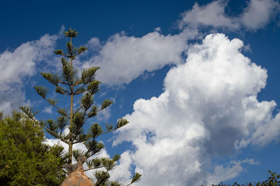 Low angle view of trees against blue sky