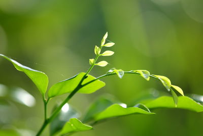 Close-up of fresh green plant