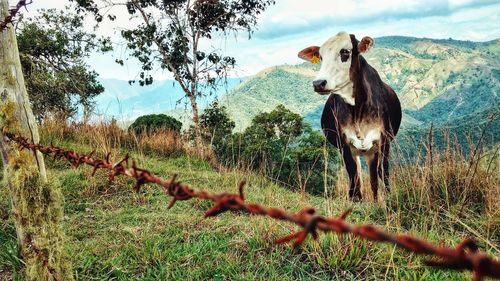 Cow standing in a field