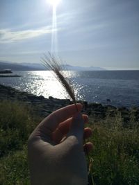 Hand holding plant by sea against sky