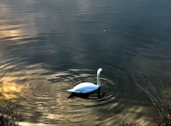 High angle view of bird in lake