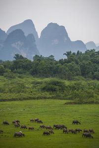 Asian water buffalo's on field in rural china