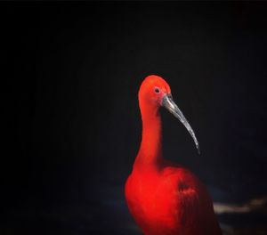 Close-up of bird