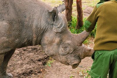 A tourist feeding baraka, the blind black rhino at ol pejeta conservancy in nanyuki, kenya