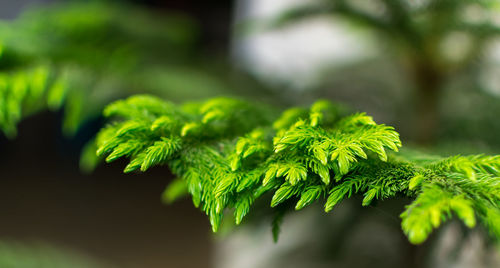 Close-up of green leaves