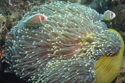 Pink anemone fish with characteristic white stripes along the dorsal fin and near the gills. 