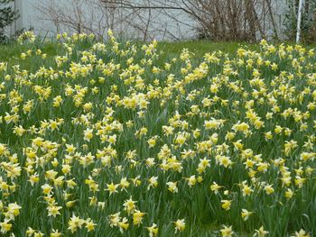 Fresh yellow flowers blooming in field