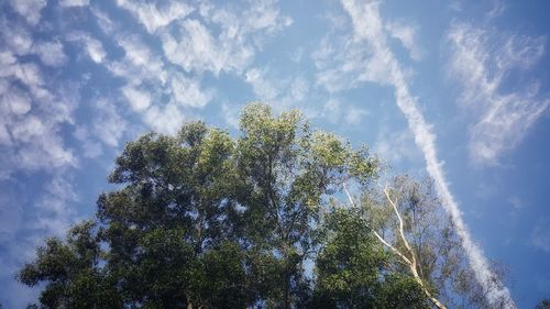 Low angle view of trees against cloudy sky