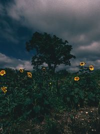 Scenic view of flowering plants on field against sky