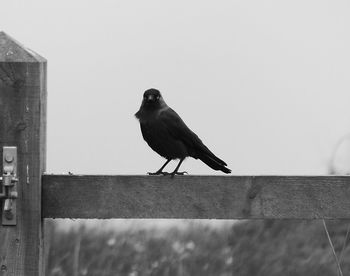 Bird perching on a wall