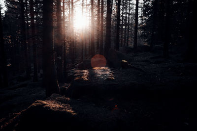 Woman amidst trees in forest