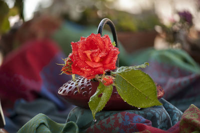 Close-up of red rose on leaf