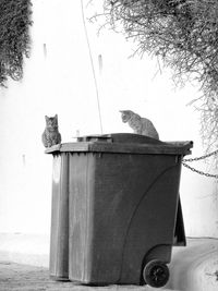 Cat on tree