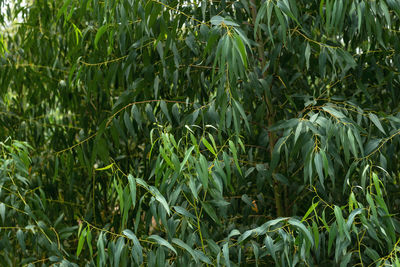 Full frame shot of bamboo plants on field